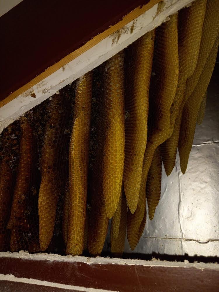 bees-in-walls