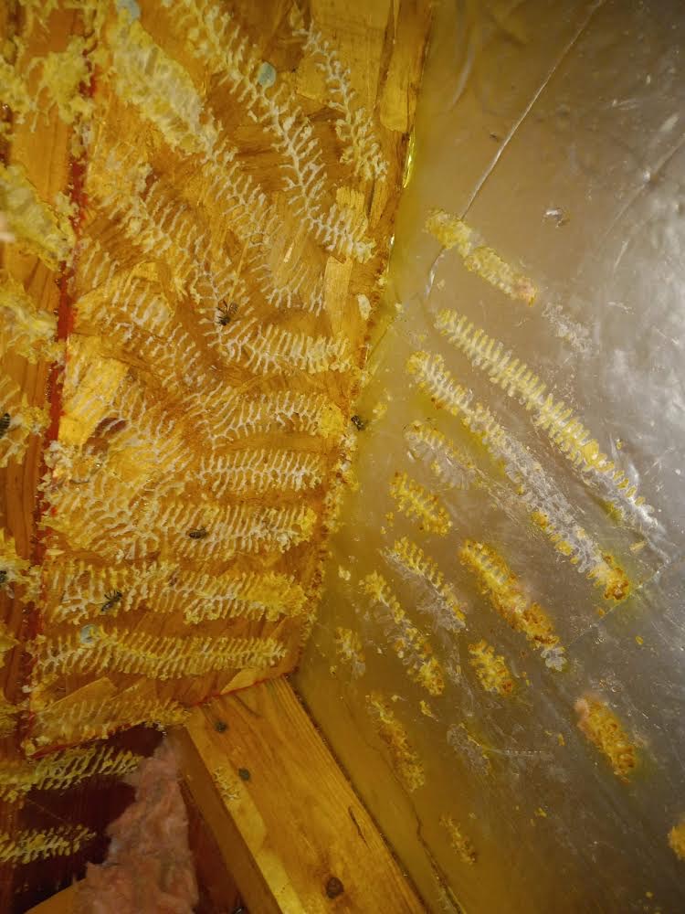 bees-in-walls